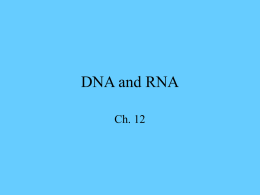 DNA, Genes, and Chromosomes
