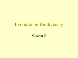 evolution biodiversity ppoint