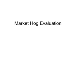 Market Swine Evaluation