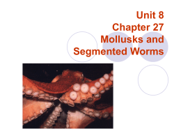 Unit 8 Chapter 28 Mollusks and Segmented Worms
