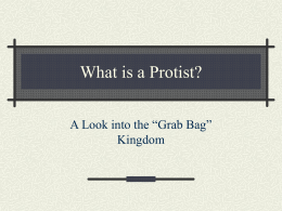 What is a Protist?