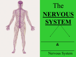 nervous system - River Dell Regional School District