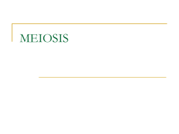 meiosis ii