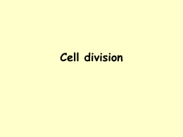 Cell division Mitosis