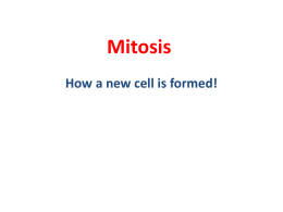 Mitosis - Honors Biology