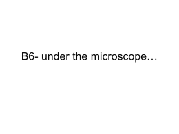 B6- under the microscope…