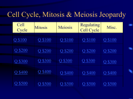 Cell Cycle/Mitosis/Meiosis Jeopardy