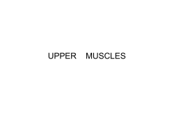 Upper Body Muscles