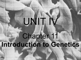 Ch. 11 Intro to Genetics