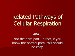 Related Pathways of Cellular Respiration