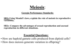 Meiosis II