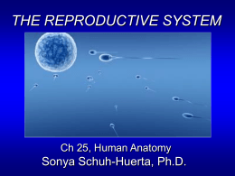 Ch25.Reproductive.System.Lecture_1