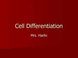 Cell Differentiation - Mrs. Harlin`s Website