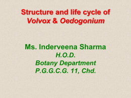 Structure and life cycle of volvox, Oedogonium, Vaucheria and