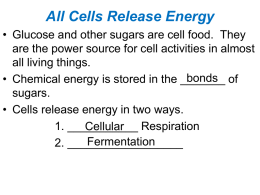 Cells Capture and Release Energy