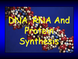 Protein Synthesis  - Sonoma Valley High School