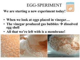 3.1-BIO-HOM-LAB-EggSperiment