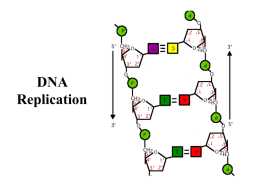 DNA Replication McGraw Hill DNA Replication Movies