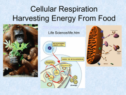 Cellular Respiration Harvesting Chemical Energy