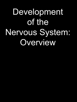 Nervous System Development: Overview