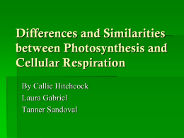 Differences and Similarities between Photosynthesis and Cellular