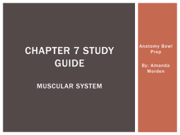 Skeletal muscle