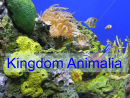 Kingdom Animalia