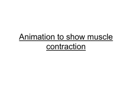 Animations_to_show_muscle_contraction