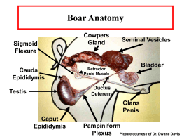 Boar Anatomy - Division Of Animal Sciences