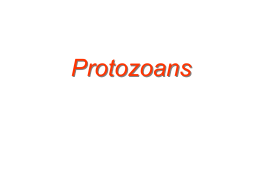 Protozoan`s