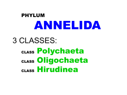 PHYLUM ANNELIDA 3 CLASSES: CLASS Polychaeta CLASS