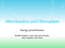 Presentation - Mitochondria and Chloroplasts
