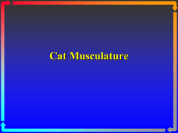Cat Muscles Self Test