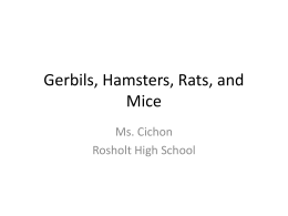 Gerbils, Hamsters, Rats, and Mice
