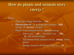 026a - Notes - How do plants and animals store energy