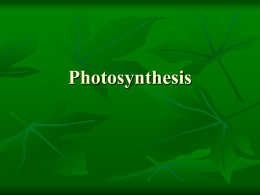 Photosynthesis - Castle High School