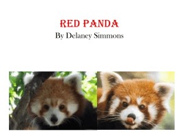 Red Panda - 7thGradeMammalPresentations