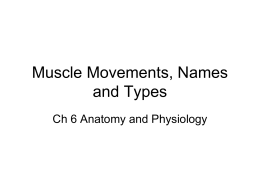 Muscle Movements, Names and Types