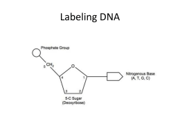 Labeling DNA