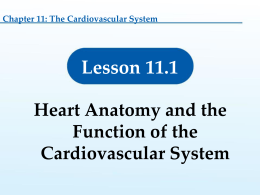 11. 1 Heart Anatomy and Functions of the Cardiovascular System