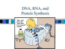 DNA and RNA PowerPoint
