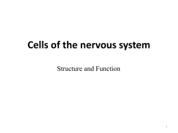 Cells of the nervous system