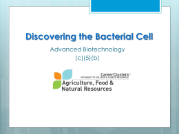 Discovering the Bacterial Cell