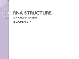 RNA STRUCTURE - mbbsclub.com