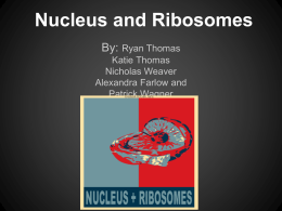 Nucleus and Ribosomes