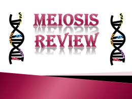 Meiosis Review