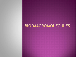 Bio/Macromolecules Basic Vocabulary
