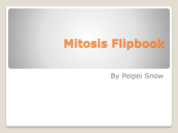Mitosis Flipbook