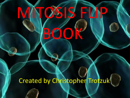 Mitosis Electronic Flipbook Example B