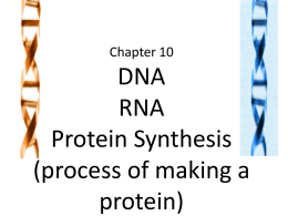 Chapter 10 DNA RNA Protein Synthesis